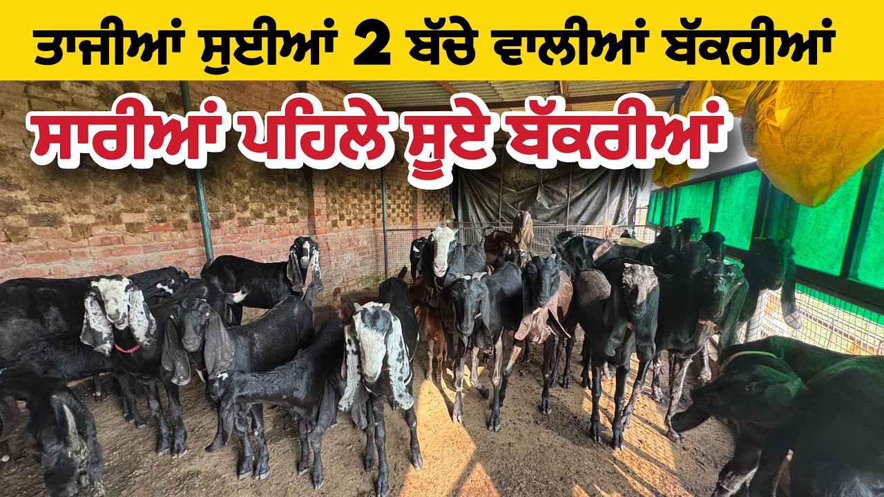 ਤਾਜੀਆਂ ਸੁਈਆਂ 2 ਬੱਚੇ ਵਾਲੀਆਂ ਬੱਕਰੀਆਂ । Beetal Goat farm Patiala #goat #goats 