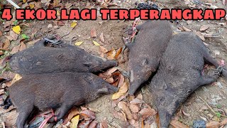 Berburu babi hutan dengan perangkap part 7