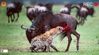 Hyena Rip A wildebeest Belly And Eats Its Guts