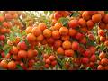 GIANT Persimmon Chocolate Harvest 🍊 | How Food Is Grown | Amazing Farming Process