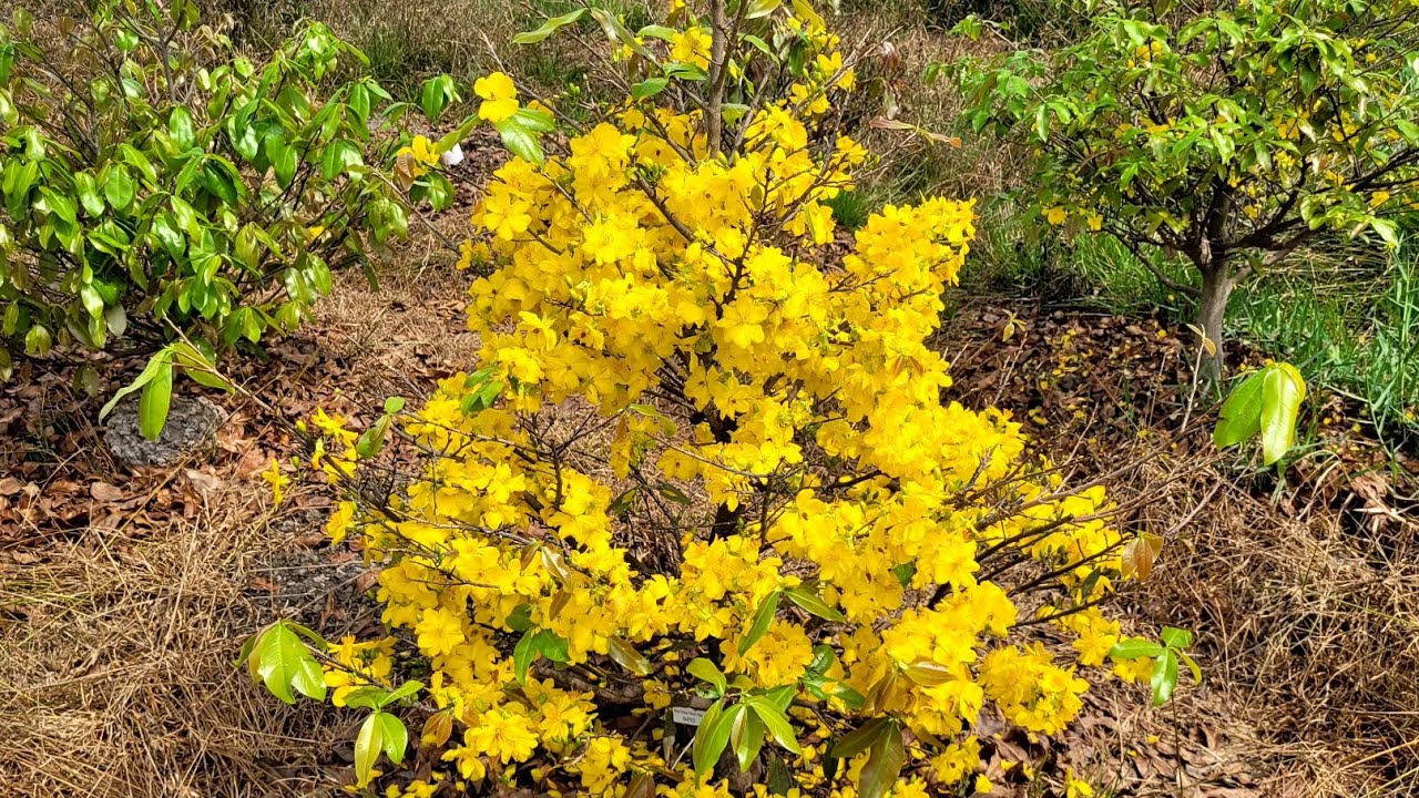 27.2.2026 lựa mặt bông mai vàng , giảo rin , 800k bao ship . 