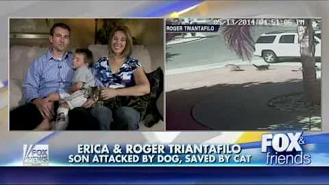 5-16-14 Fox & Friends: Meet the hero cat that saved little boy from dog attack