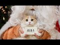 过完圣诞过元旦，过完元旦就割蛋！猛猫落泪！丨花花与三猫