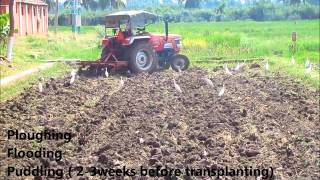 rice seed to seed (germination to harvest).wmv