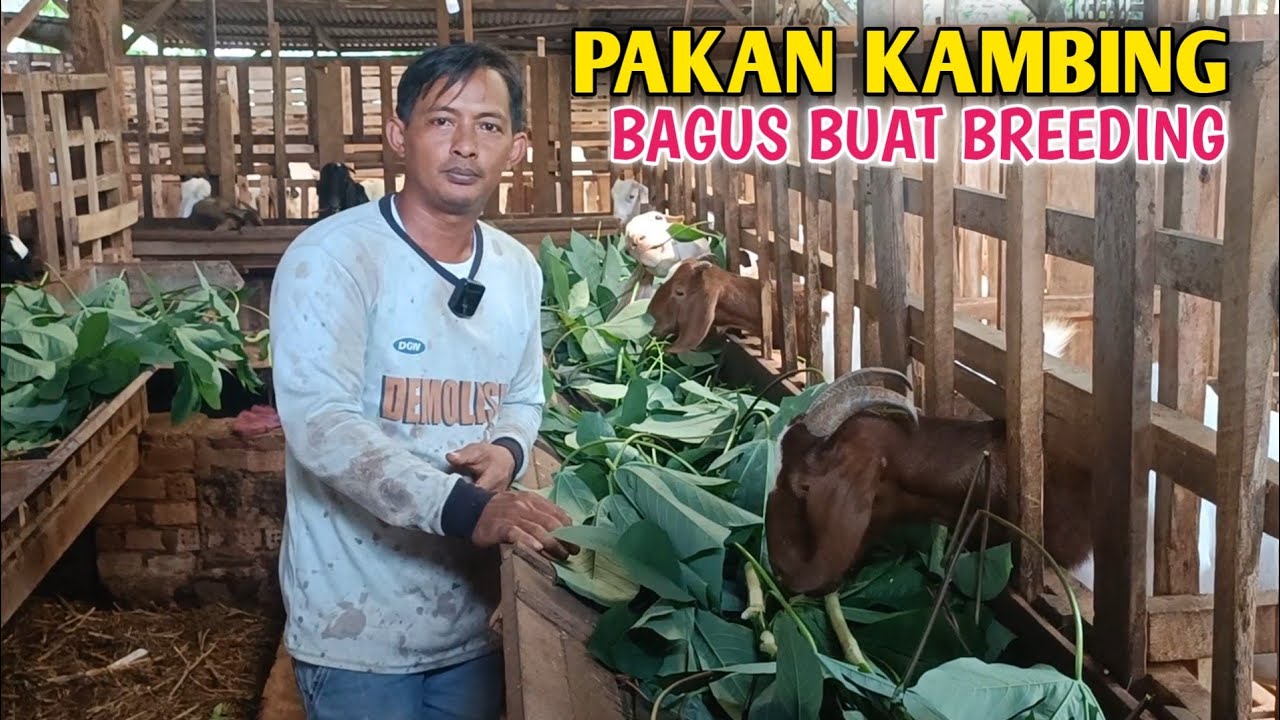 Jenis Pakan Kambing Yang Tidak Di Rekomendasikan Untuk Peternak?