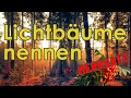 Lichtbäume nennen - Jägerprüfung Merksatz