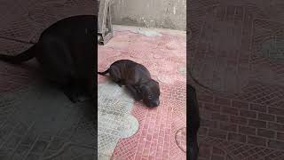 Pitbull Puppy 20 Days