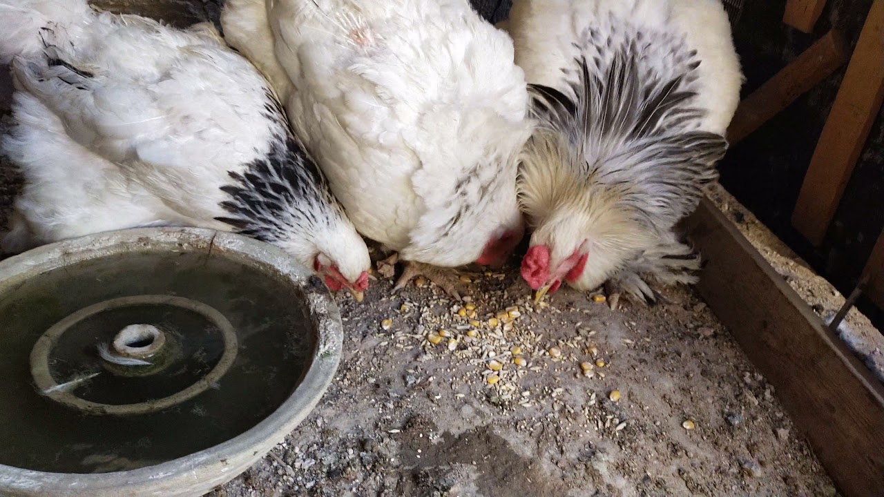 دجاج الأبراهما وصيف العراق الشديد