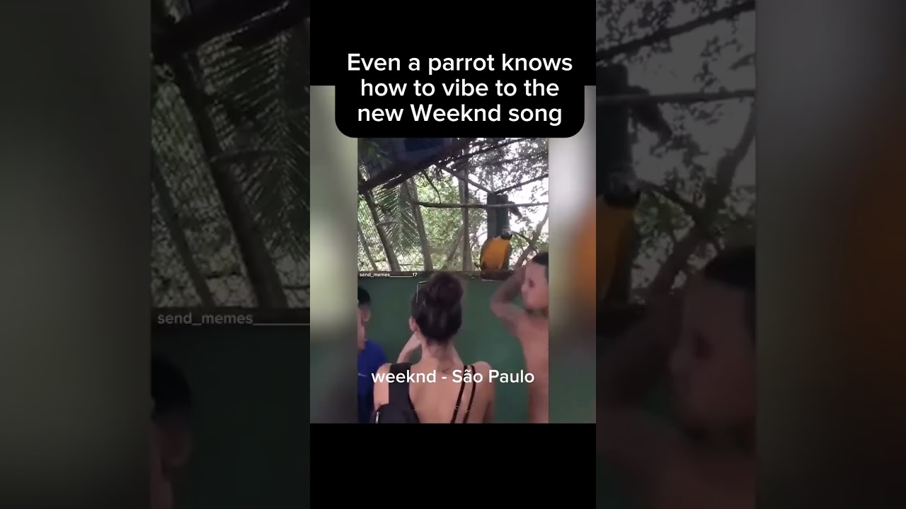 even a parrot knows how to vibe to a weekend song 