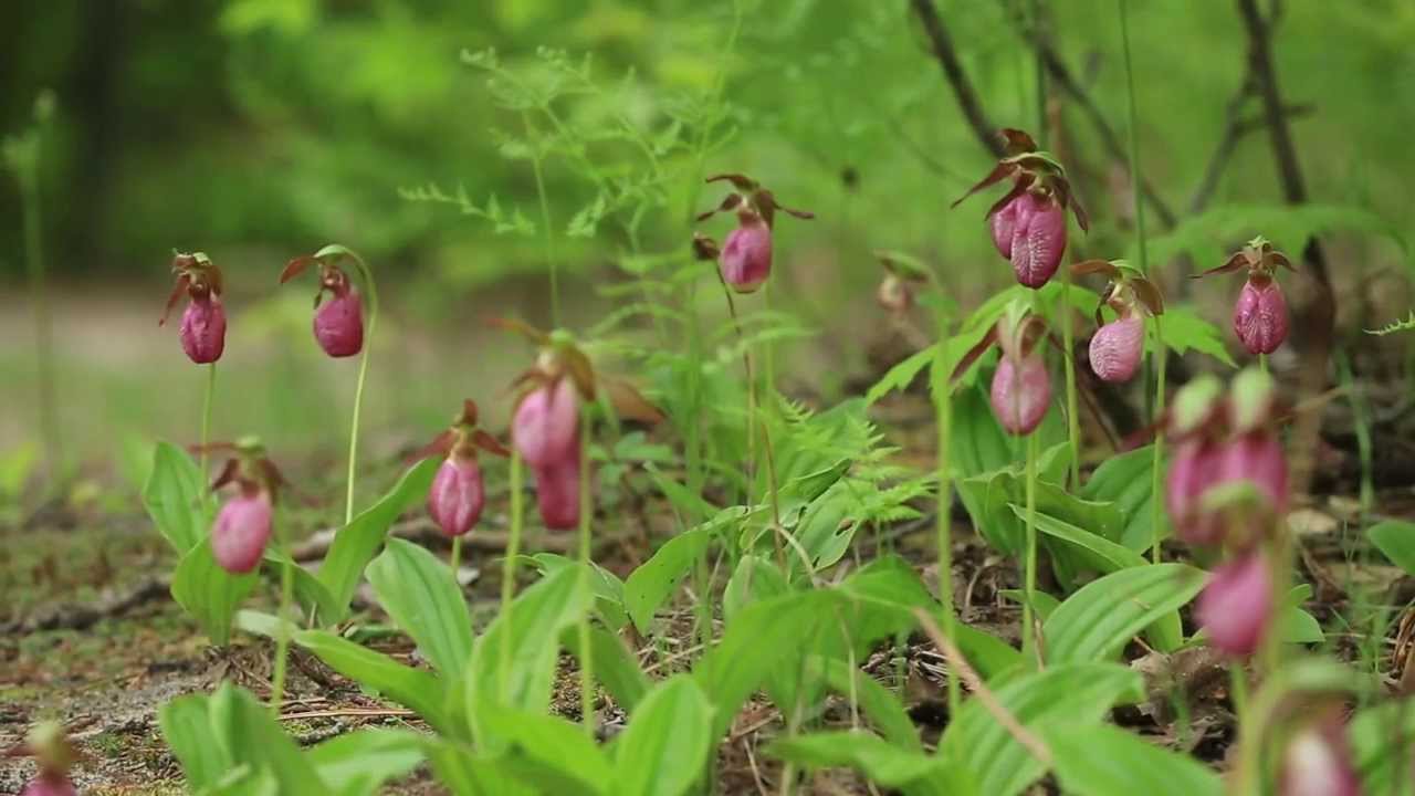 Leelanau Conservancy at 25 Years: Celebrating Our Living Legacy