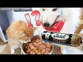 子猫にブッチを横取りされそうになるサモエドさくら
