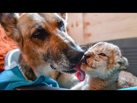 Video: Pet Scoop: Lion Cubs Pokažite 