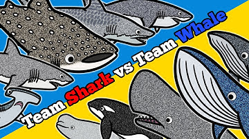 Shark or Whale? |  Let