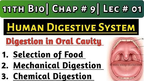 Digestion in Oral Cavity || Human Digestive System || 11th Bio| Ch # 9| Lec # 1| What is Digestion ?