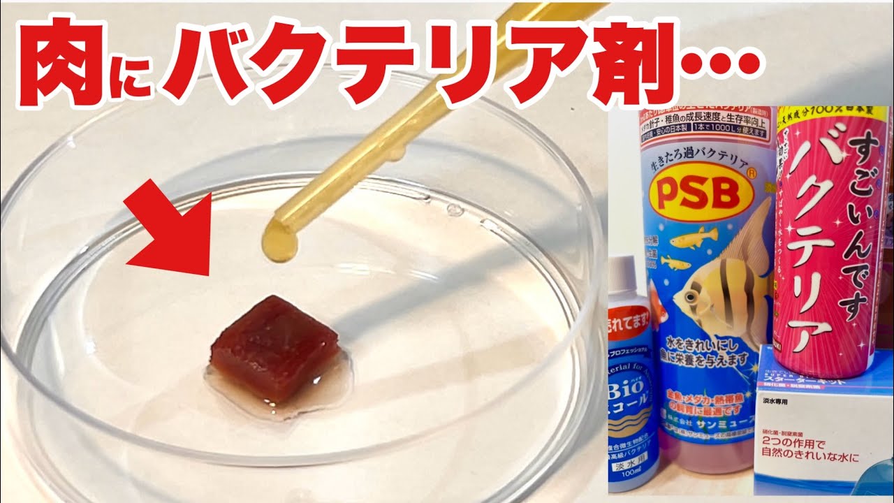 バクテリア剤をディスカスハンバーグにかけてみた結果…【アクアリウムの謎検証】