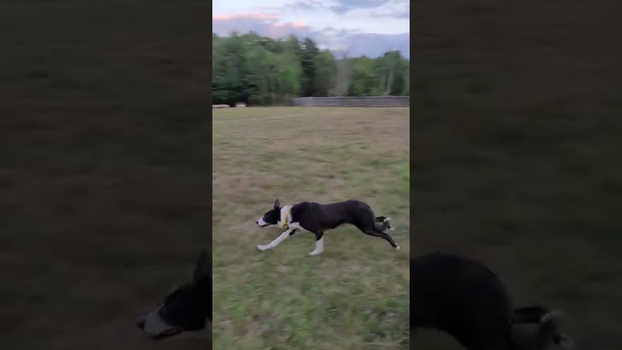 TrustyJoe - Aug 2, 2022 - 20.5 months of age