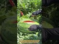 Cutting Open a Perfectly Ripe Giant Watermelon Right in the Field