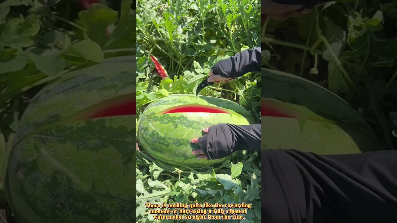 Cutting Open a Perfectly Ripe Giant Watermelon Right in the Field
