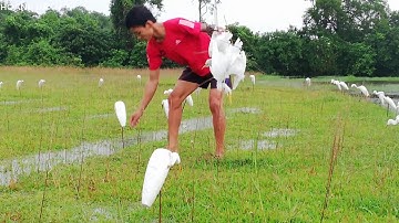 Bẫy Cò Trắng Bằng Keo Dính Phần 2, Cách Bẫy Cò Nghiện Nhất (White Stork Trap With Glue)