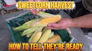 Full Sweetcorn Harvesting – How to Tell When Cobs Are Ready + Storage Tips News