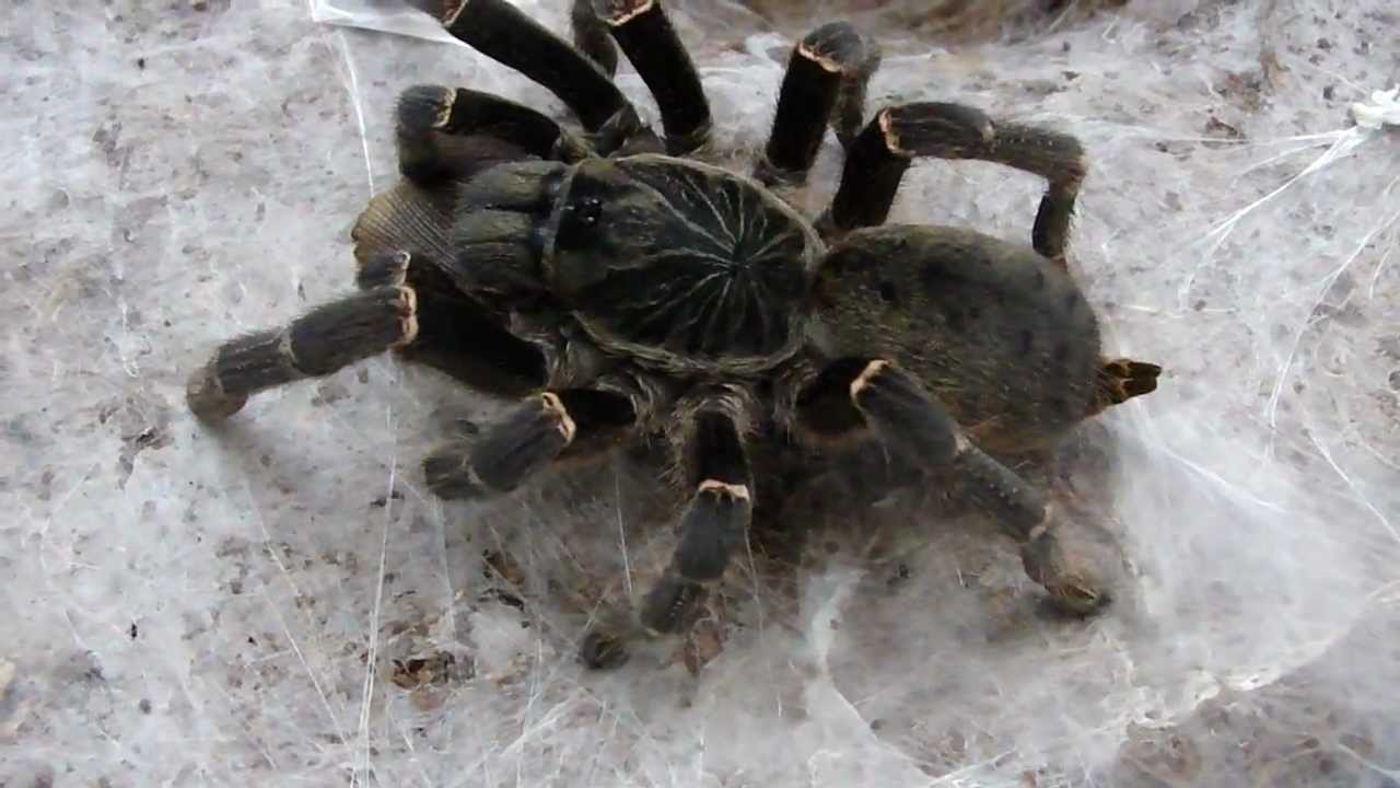 Pterinochilus chordatus