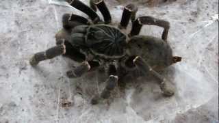 Pterinochilus Chordatus