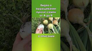 Крупный лук из семян за один сезон  #волшебнаягрядка #сад_дача_огород #грядки