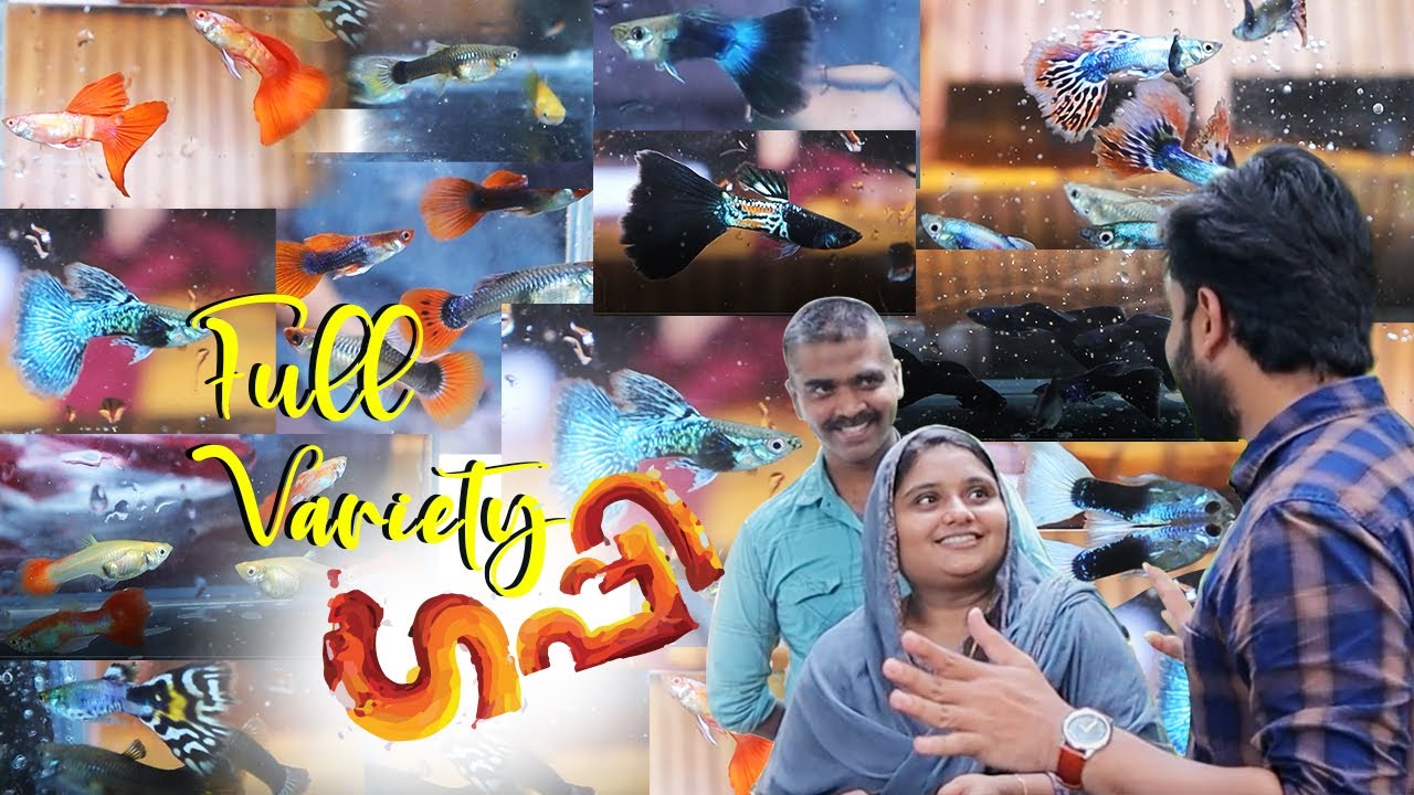 പതിനാലു തരം വെറൈറ്റി ഗപ്പികൾ 😍👌 || GUPPY || VARIETY GUPPY || Media Makkani
