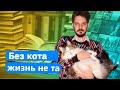 CATS.NEWS: МиуТок / специалист по котикам / кот-обормот / Каца кот / а у вас есть кот? // Максим Кац