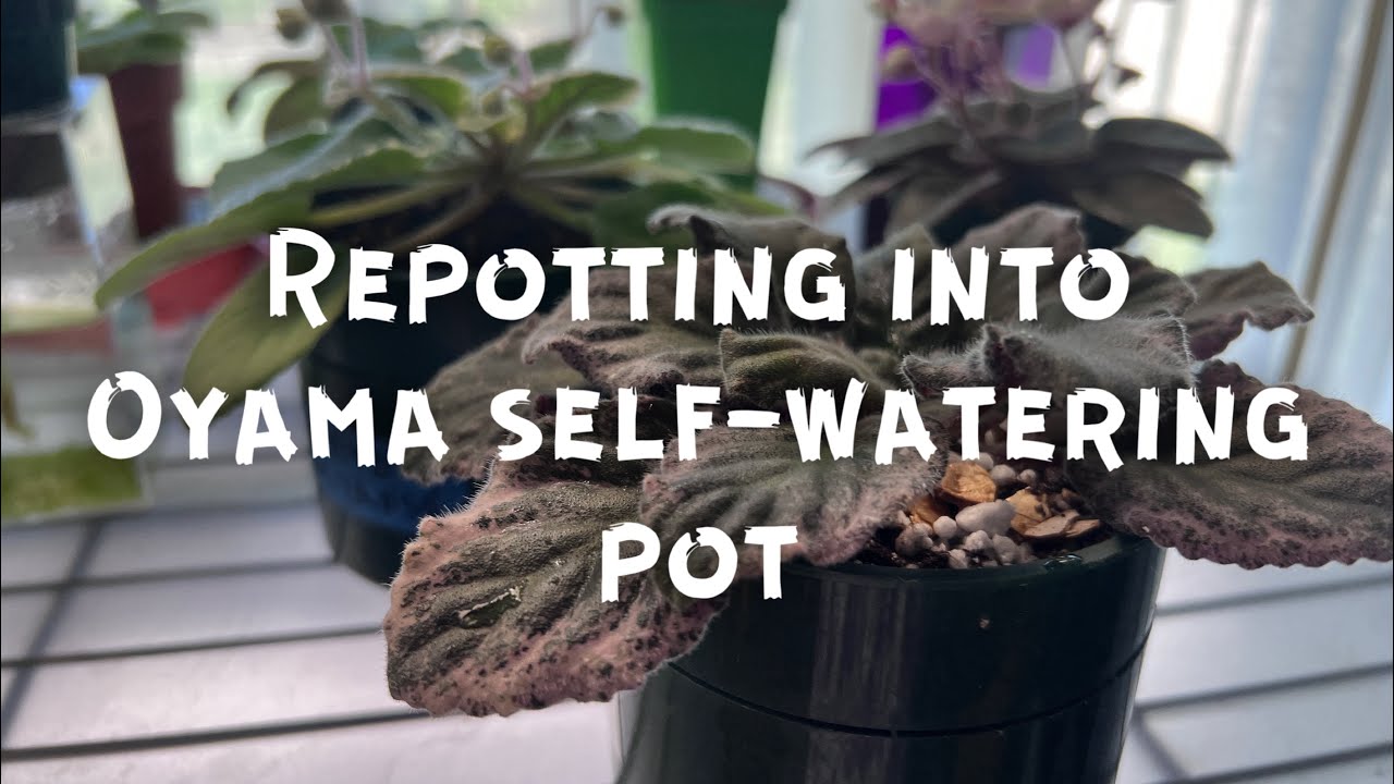 Oyama self-watering pot