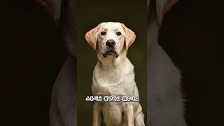 대형견 리트리버랑 스튜디오 가면 벌어지는 일 / 촬영 전￼ 꿀팁 / 촬영본 대￼공개 ㅋㅋㅋ #래브라도 #1주년기념촬영