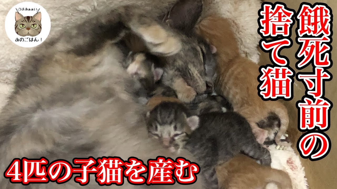 道の駅で出会った捨て猫が子猫を産んだ衝撃のストーリー（Reまとめ①）