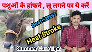 heat stress management in cattle गाय भैंस को लू लगने,  हांफने, गर्मी लगने पर क्या करें heat stroke