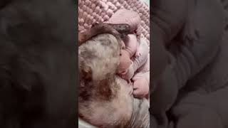 The kittens are now 11 Days Old and EYES  are Opening!!! #sphynxkittens #Sphynxbreeder