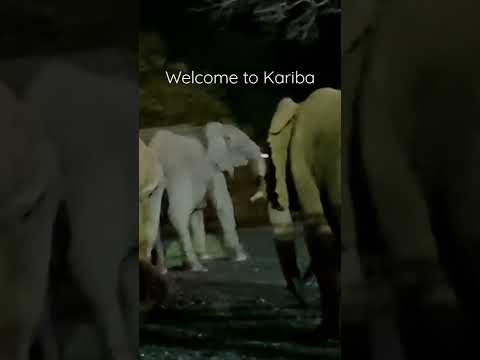 Video: Karibas ezers, Zimbabve: pilnīgs ceļvedis