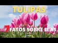 TULIPAS -  7 FATOS SOBRE ELAS.