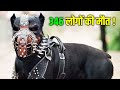 ये है दुनियां के 5 सबसे जानलेवा और खौफनाक कुत्ते की प्रजातियां | 5 Most Dangerous Dog Breeds