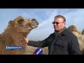 Житель Ялуторовского района завел необычных животных