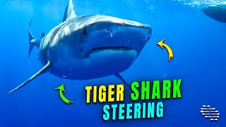 Diver Calmly Steering Away a Tiger Shark