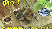 トヨタの森 生き物解説 ムササビ編 まるで空飛ぶ座布団 木の上の住人 ムササビの生態とは Youtube トヨタの森 生き物解説 ムササビ編 まるで空飛ぶ座布団 木の上の住人 ムササビの生態とは Youtube