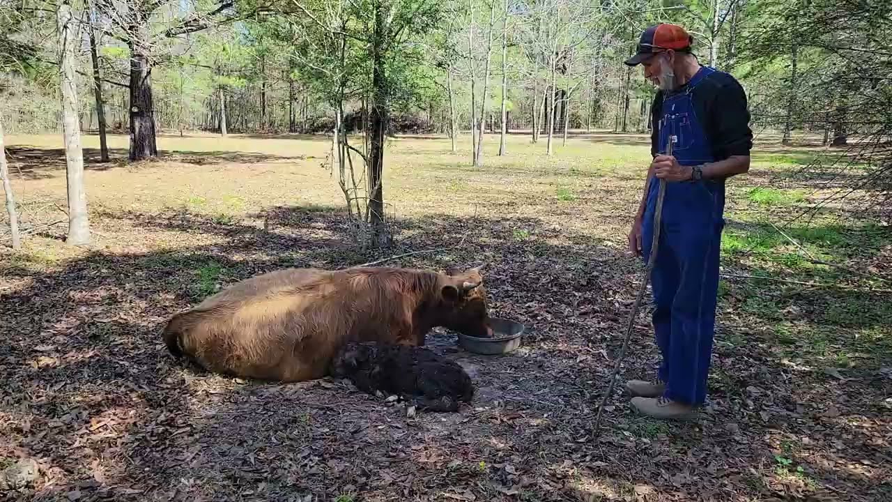Young Calf MEETS Newborn Calf Feb 2024 Birth Of A Dexter Calf YouTube Young Calf MEETS Newborn Calf Feb 2024 Birth Of A Dexter Calf YouTube