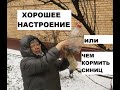 Как поднять настроение  и чем кормить синичек! )