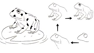 TUTORIAL MENGGAMBAR KODOK/KATAK