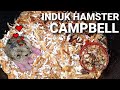 Aktivitas seorang Ibu Hamster Campbell dan Empat Anaknya