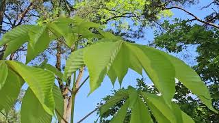 Aesculus turbinata jírovec japonský