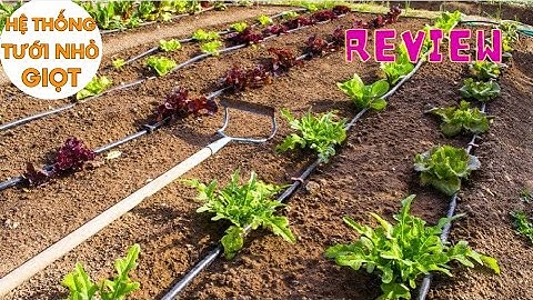Hệ thống tưới nhỏ giọt chi tiết | Hoàng Dũng Green | 0918 954 358