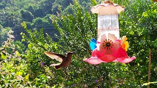 Como dar Agua aos Passarinhos e Beija Flor