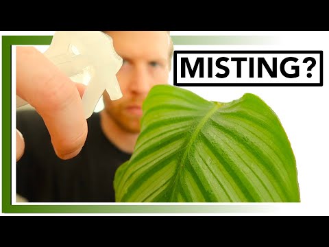 Video: Haruskah Anda mengaburkan calathea ornata?