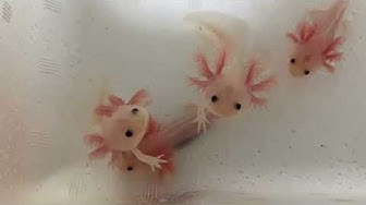 ウーパールーパー飼育 Youtube