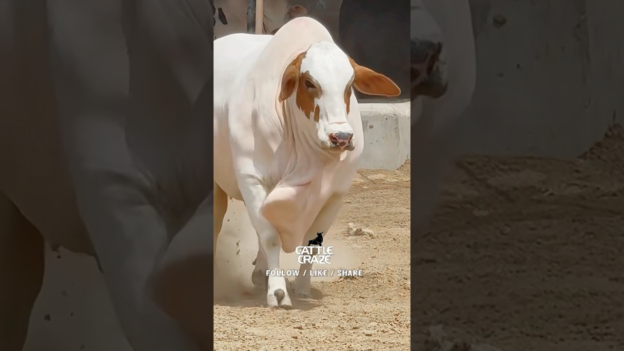 Heavy Bachri | Karachi | Gulabi Nasal
